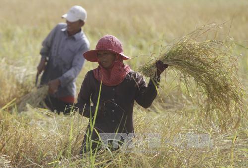 Bangladesh sẽ mua 250.000 tấn gạo của Campuchia trong năm nay 